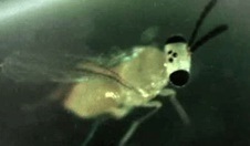 شناسایی کوچکترین زنبور جهان
