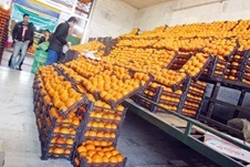 ممنوعیت واردات میوه 