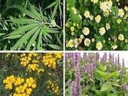 شناسایی 1700گونه گیاهی جدید